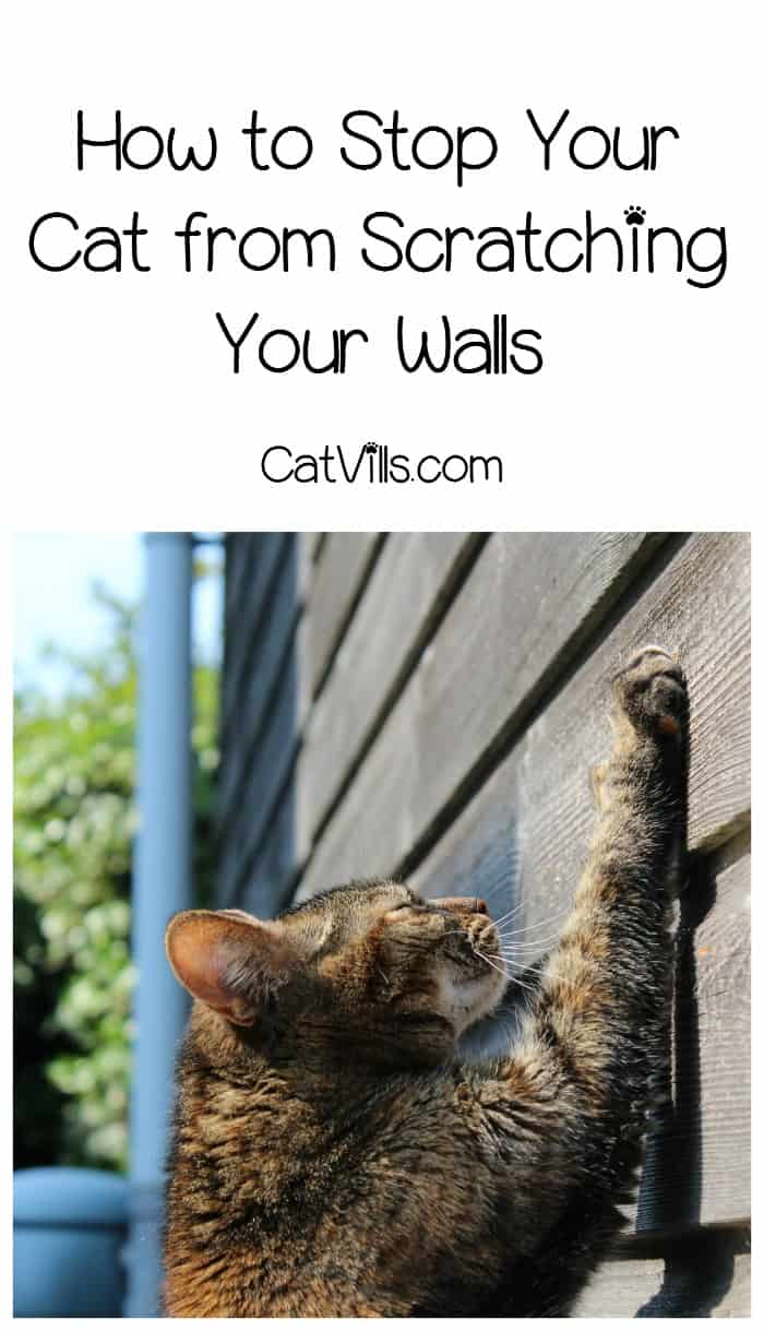 How to stop your cat from scratching your walls Kitties scratching up your house? Find out the answer to “how do I stop a cat from scratching walls!