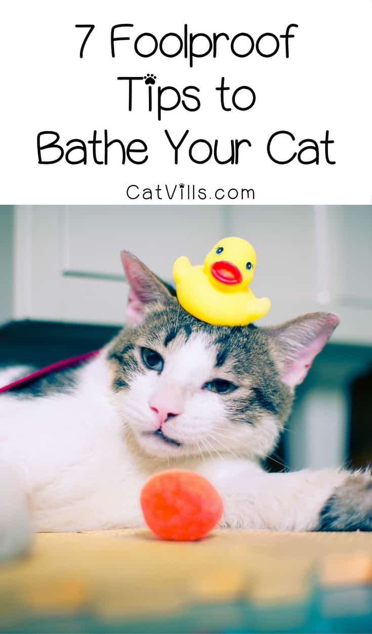 How to Bathe a Cat Safely And Effectively: 7 Foolproof Tips 10 Bathe your cat? No, seriously! Stop laughing! You totally can do it! We've got 7 foolproof tips to get kitty clean without losing an eye.