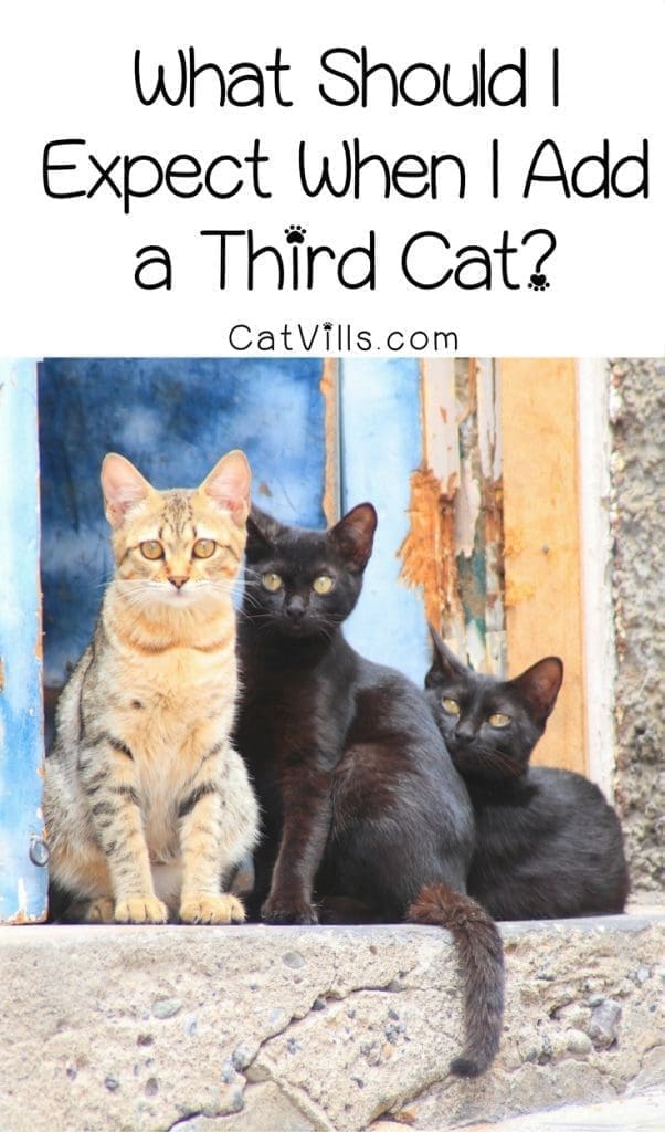 What Should I Expect When I Add a Third Cat?