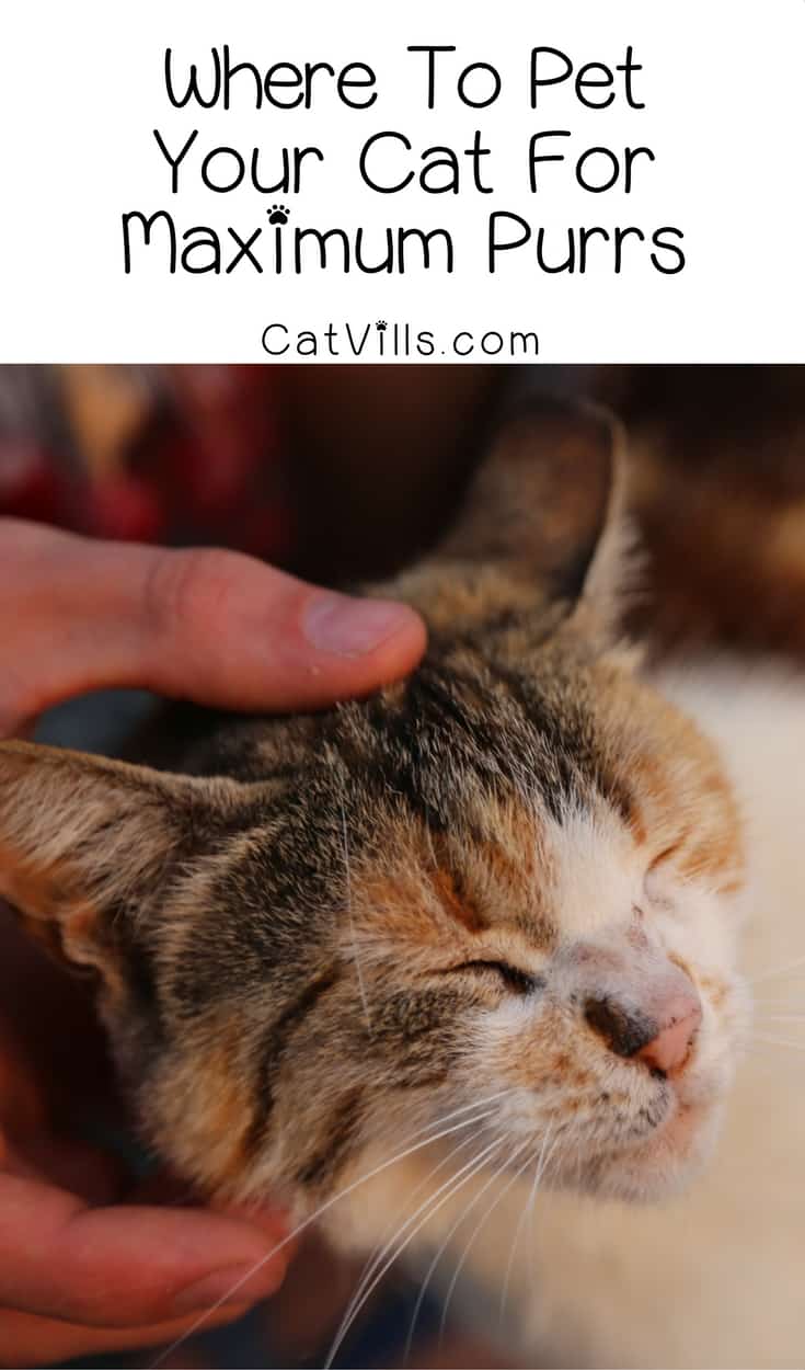 Want to get your kitty&rsquo;s internal motor really running? Check out our tips for where to pet your cat for maximum purrs! 