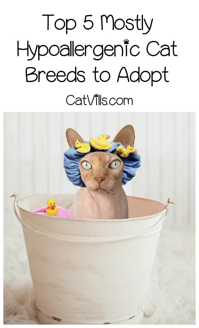 5 Hypoallergenic Cats For People With Allergies 6 5 Hypoallergenic Cats For People With Allergies