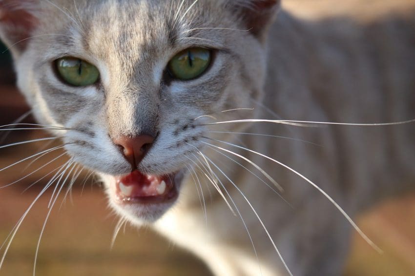 cat meowing