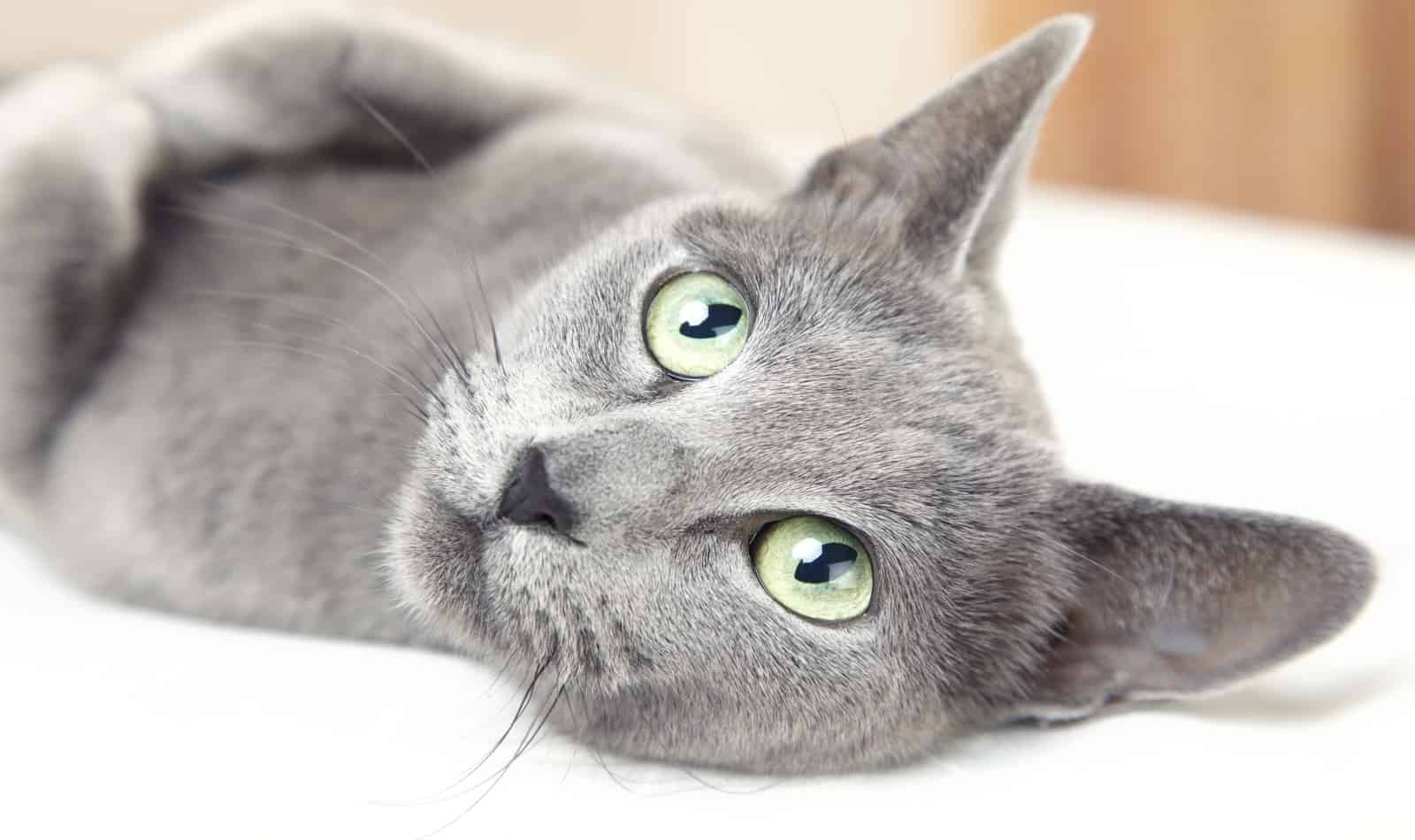 5 Hypoallergenic Cats For People With Allergies 2 Russian blue cat laying indoors and looking up