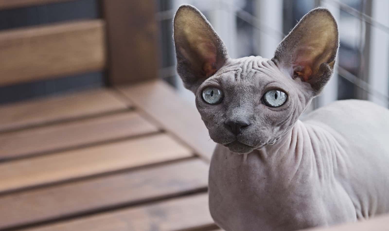 5 Hypoallergenic Cats For People With Allergies 4 sphynx with wide eyes and ears