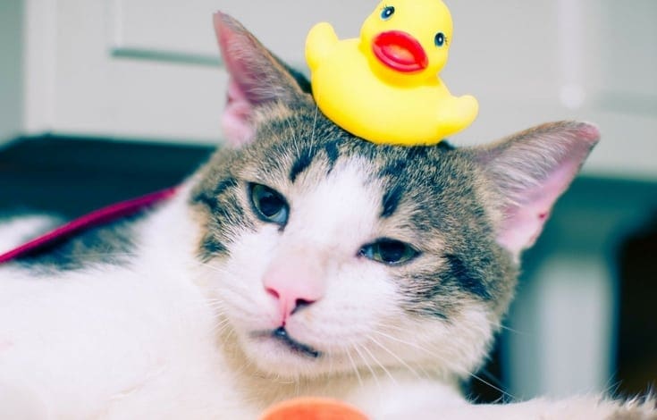 How to Bathe a Cat Safely And Effectively: 7 Foolproof Tips 1 7 Foolproof Tips on How to Bathe a Cat Safely And Effectively