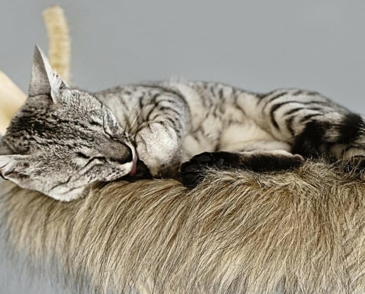 Don’t love the look of store-bought cat condos? Check out these 5 incredibly cool alternative cat tree ideas!