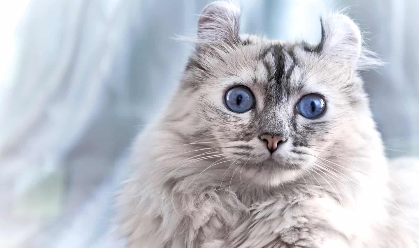Cats That Act Like Dogs: 8 Dog Like Cat Breeds 8 White American curl cat