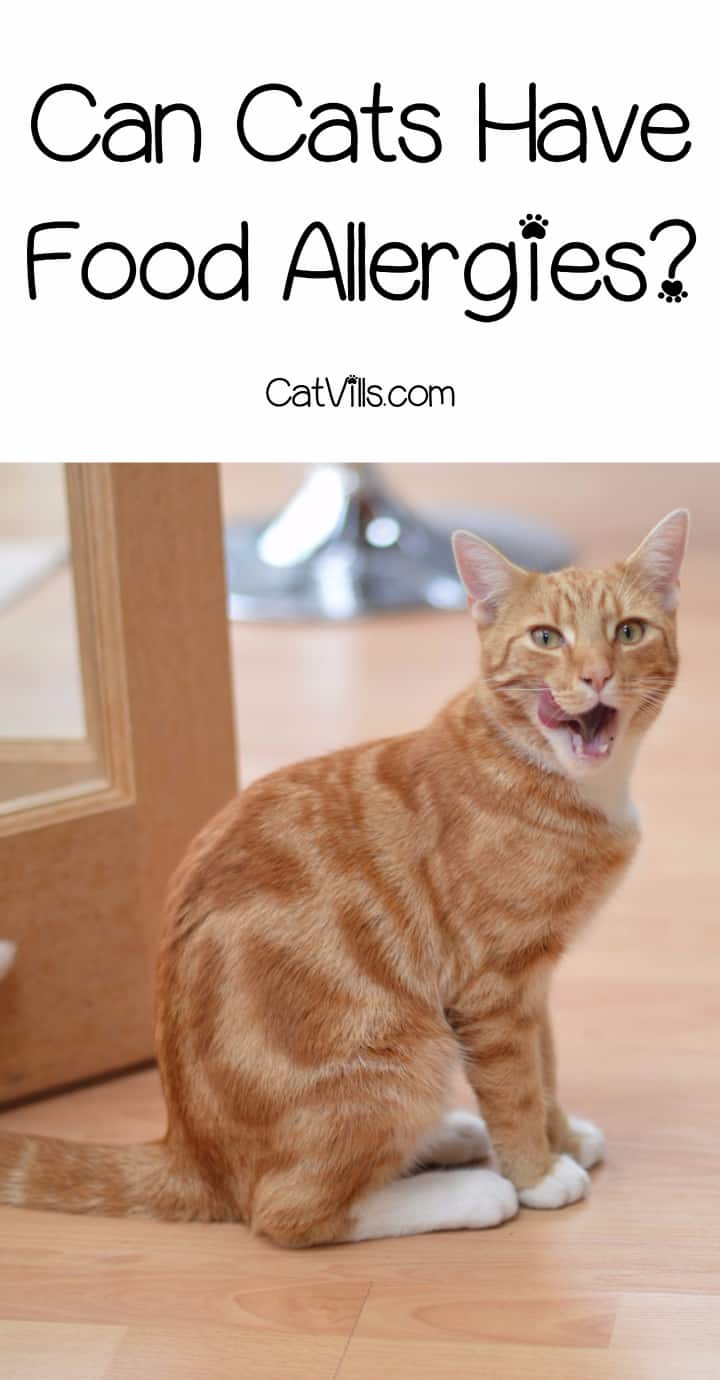Understanding Food Allergies in Cats: Symptoms and Treatment 4 We know dogs can get severe food allergies, but what about kitties? Find out everything you really need to know about food allergies in cat!
