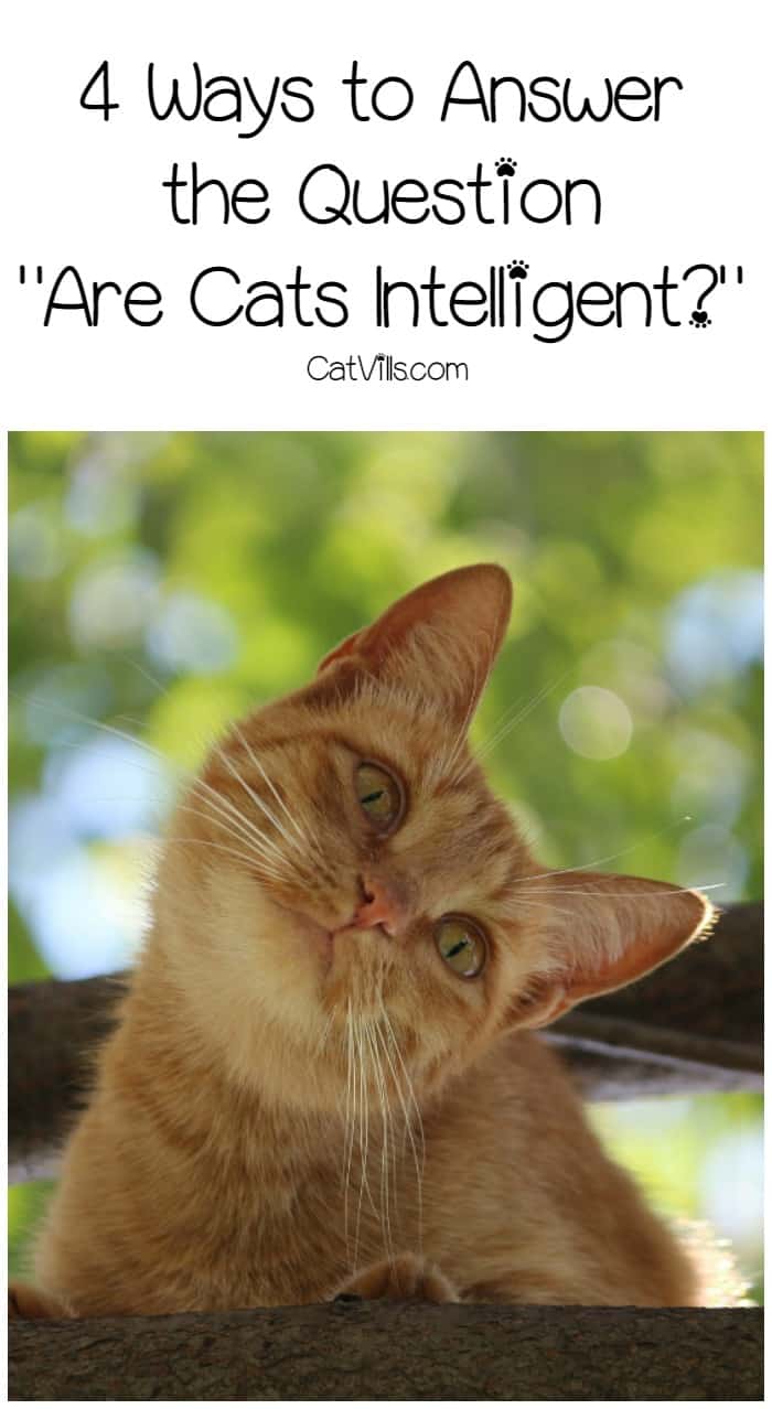 How Smart Are Cats? Understanding Feline Intelligence 5 Everyone wants to know: are cats intelligent? Check out four different ways we’re answering this burning question!