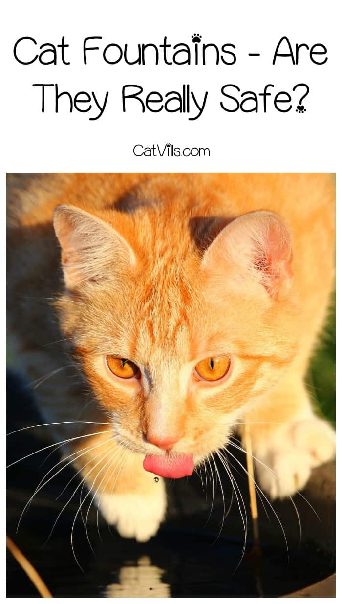 Are running water bowls safe for kitties? Find out the truth about cat fountains! 