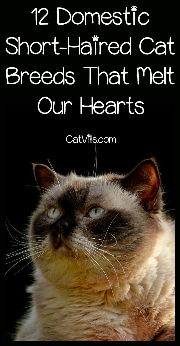 12 Short-Haired Cat Breeds That Melt Our Hearts 13 Looking for the perfect domestic short-haired cat breeds for your family? Check out 12 that absolutely melt our hearts!