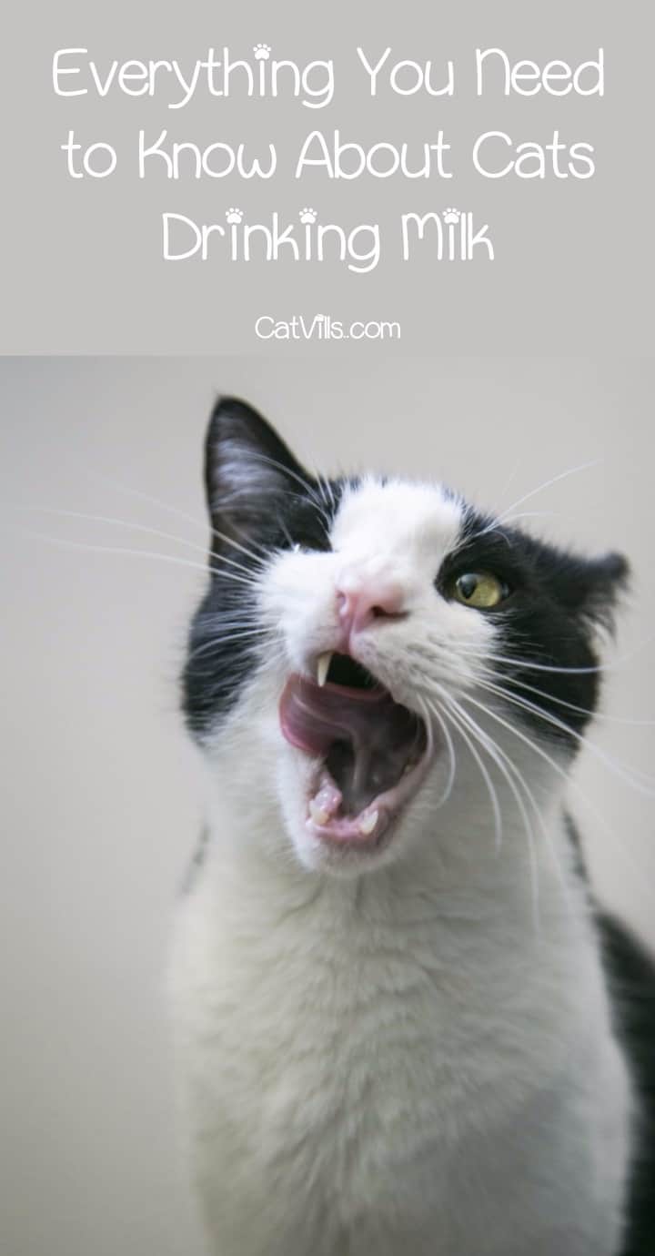 Can Cats Drink Milk Safely? The Ultimate Guide 7 Can Cats Drink Milk Safely? Everything You Need To Know
