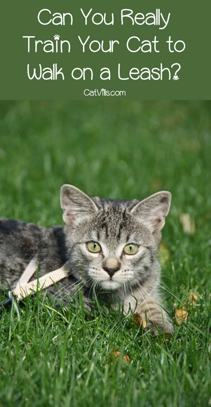 Leash Training a Cat: 7 Expert Tips for Training Success 5 Wondering if leash training a cat is even possible? While it’s definitely more challenging than training a dog, it can be done. Find out how!