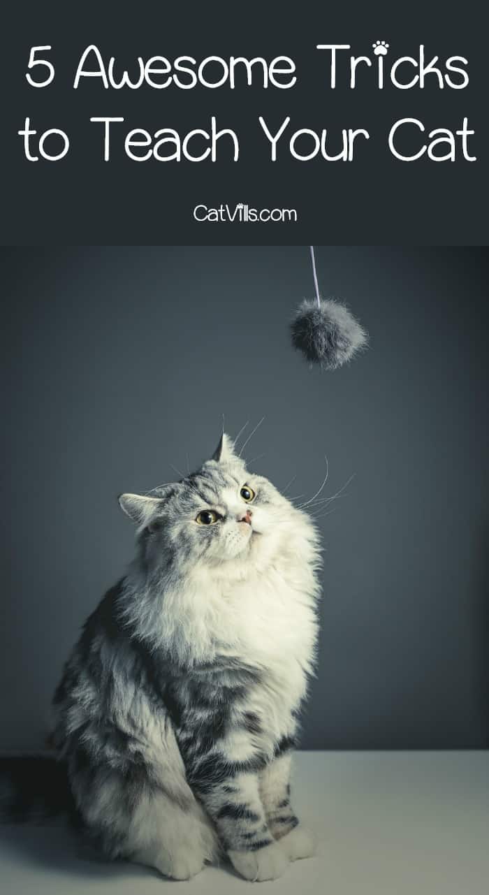 5 Awesome & Effective Tricks to Teach Your Cat Today 7 Think you can’t train a cat? We say otherwise! Check out these 5 cool tricks to teach your cat and impress all of your friends!