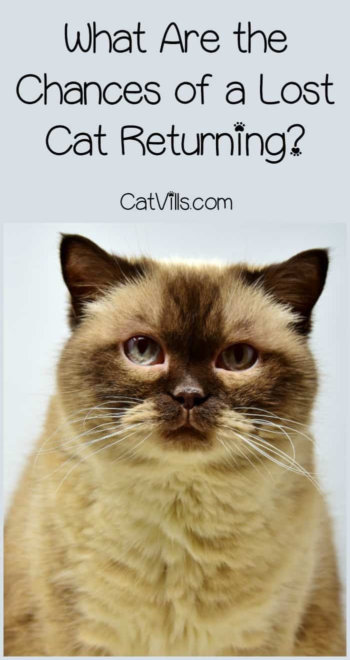 What is the likelihood of a lost cat returning? If you've ever watched in panic as your kitty dashed out the door, you've given a lot of thought to this question. Find out the answer, plus what you can do to increase the odds of seeing your kitty again!