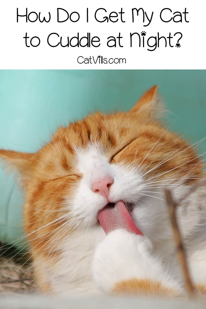 How do I get my cat to cuddle at night? If you're wondering the same thing, check out ten steps to getting your kitty to love midnight snuggles!