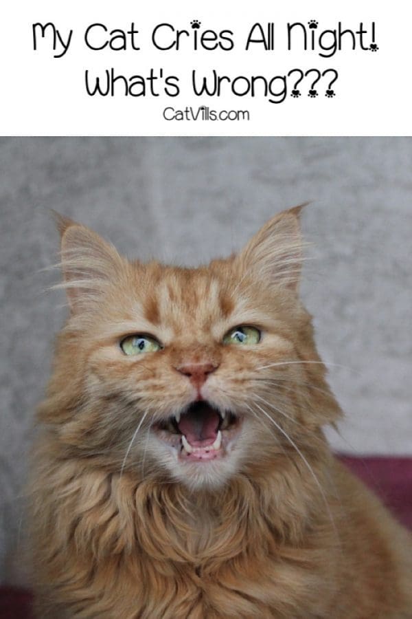 Why is Your Cat Meowing at Night? Reasons And Solutions