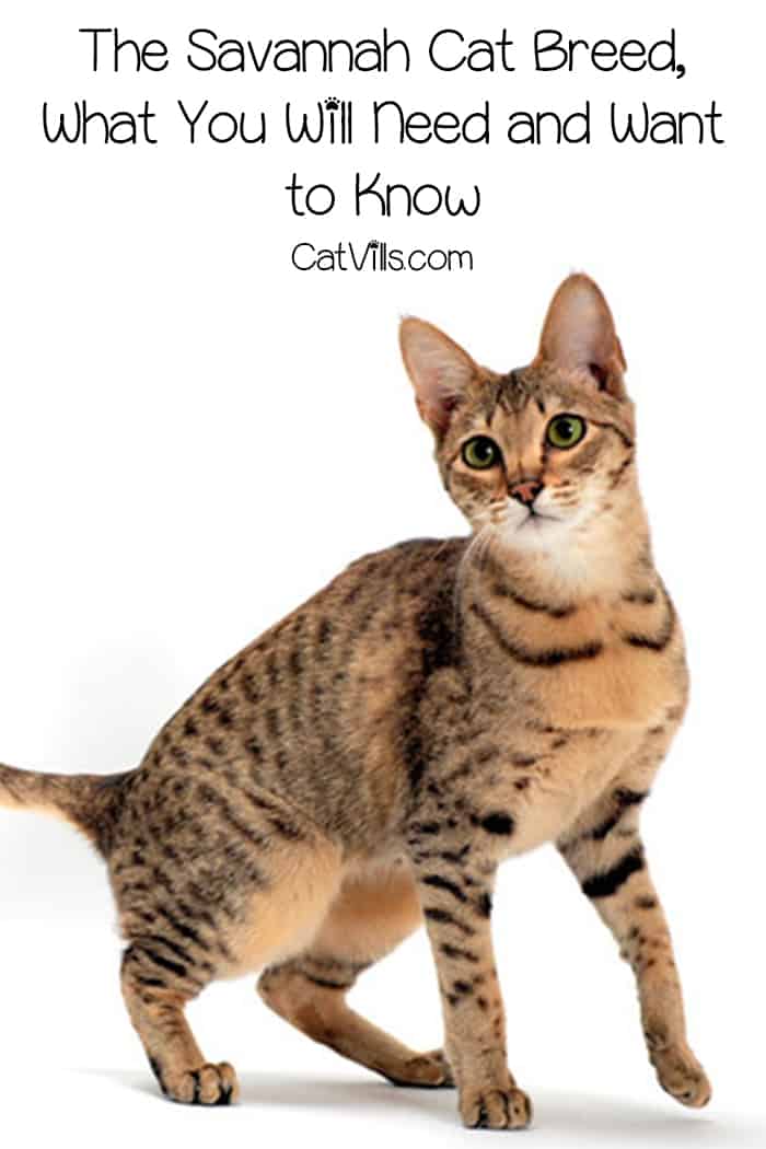 The Exotic Savannah Cat Breed: Feline with a Wild Spirit 5 Considering the Savannah cat breed as your next family cat? This breed is unlike any other and has some things to consider before committing. Learn what you need to know!