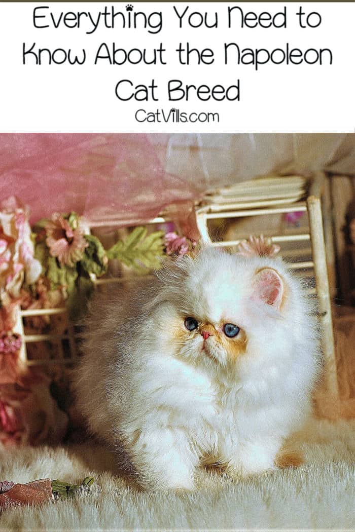 Napoleon Cat Breed: A Perfect Mix of Cute And Intelligent 5 Let's explore the Napoleon cat breed to discover its history, overall appearance, personality, health concerns, and so much more! You're going to love him!