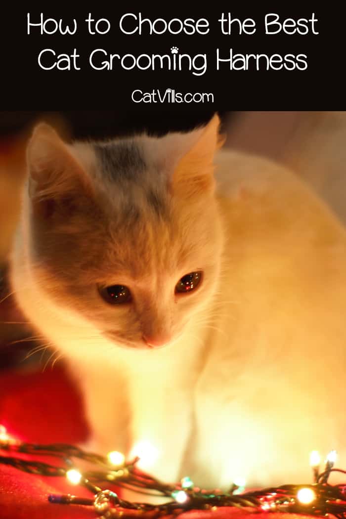 If it's a struggle to clip your cat's nails or bathe and groom them, you need one of these top 5 cat grooming harnesses! Check them out! 