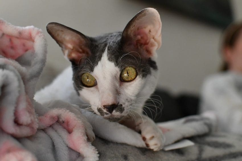 Why does my cat cuddle with me? If you've ever found yourself wondering what prompts your kitty to get snuggly, read on for the answer!