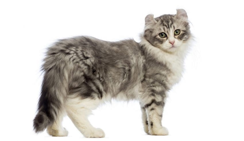 Kinkalow Cats: Playful and Lovable Breed You Need to Know 1 Kinkalow Cat breed
