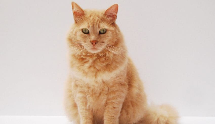 famous cat names from history