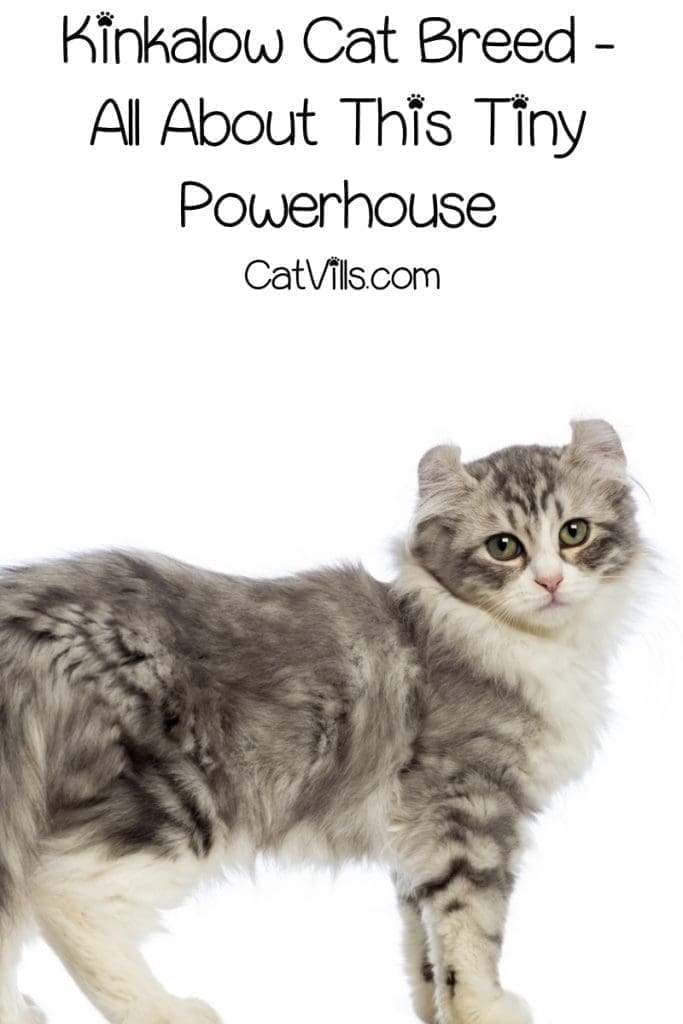 Kinkalow Cats: Playful and Lovable Breed You Need to Know 5 The Kinkalow cat is a breed know for its adorable stature, curled ears, and high energy. Read on for everything you need to know about this tiny powerhouse!