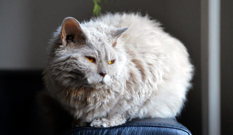 Lambkin Cat Breed - All About This Adorable Fluff Bomb 1 The Lambkin cat is an adorable fluff bomb of sweetness. Read all about the Lambkin cat, its tratis, and how to care for it properly here.