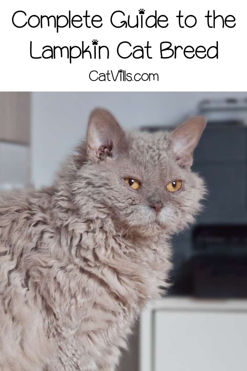 Lambkin Cat Breed - All About This Adorable Fluff Bomb 4 The Lambkin cat is an adorable fluff bomb of sweetness. Read all about the Lambkin cat, its tratis, and how to care for it properly here.