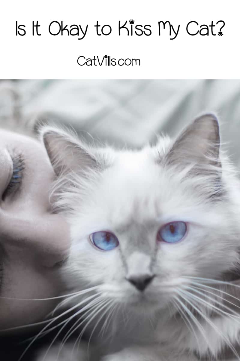 Do you wonder if it’s OK to kiss your cat when you pick her up for a cuddling session? Or maybe you want to know if Kitty knows that your kisses are a sign of affection. Then I’ve got you covered.