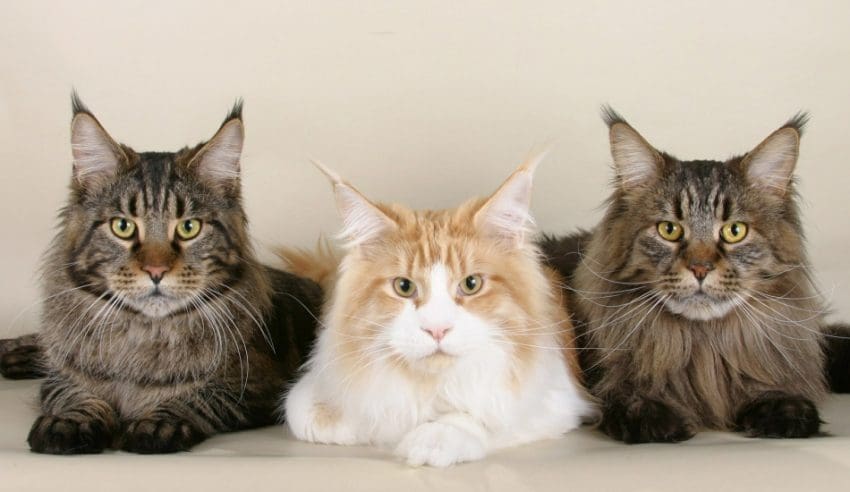 Choosing the best cat trees for large cats is a bit trickier than buying for petite kitties. Check out our guide to buying + our top 5 picks!