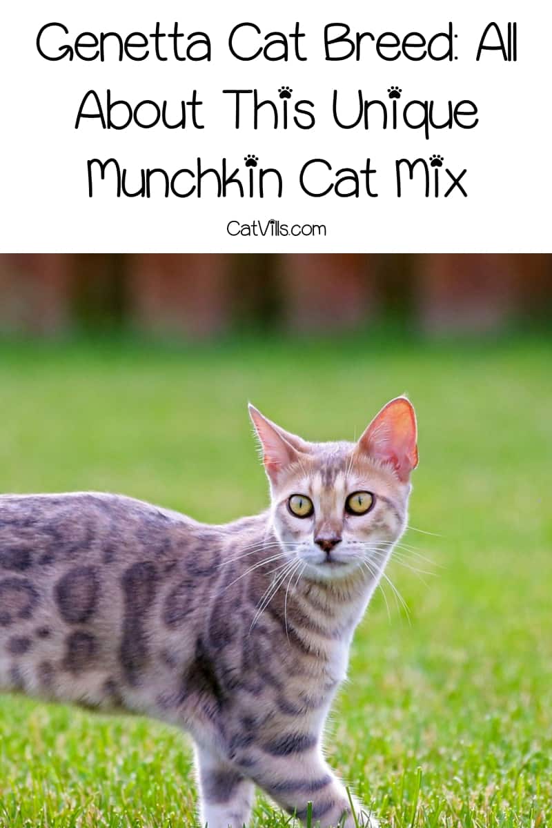 Have you heard of the Genetta cat breed? It's a relatively new designer munchkin cat mix that's quickly gaining in popularity. Learn all about it!