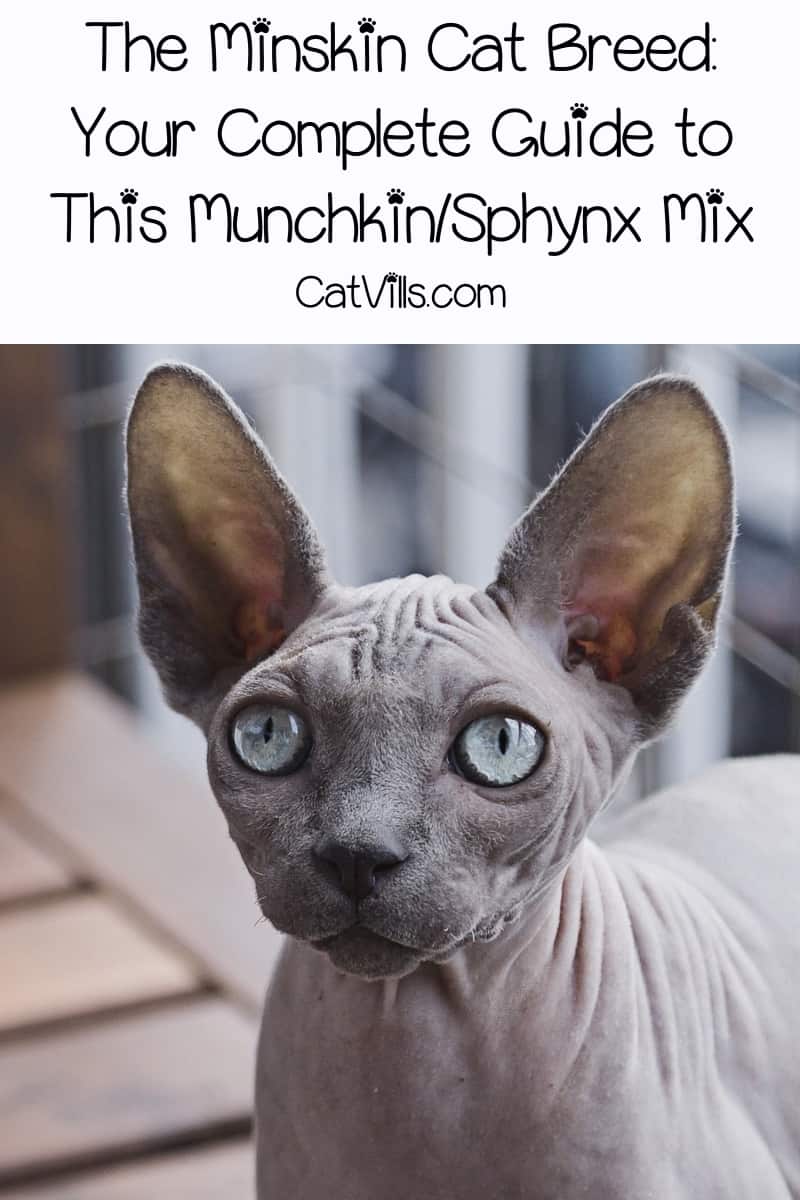 The Minskin Cat Breed: Complete Guide to This Lovable Cat 6 Have you heard of the Minskin cat breed? If not, don't worry, I'm going to tell you everything you need to know about this darling munchkin/sphynx mix.