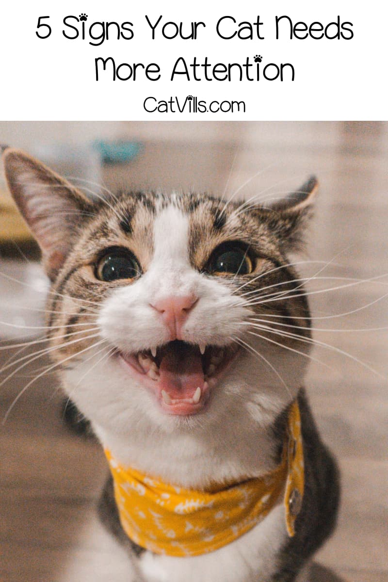 5 Powerful Signs Your Cat Wants Attention You Should Know 6 5 Signs Your Cat Wants Attention You Shouldn't Ignore
