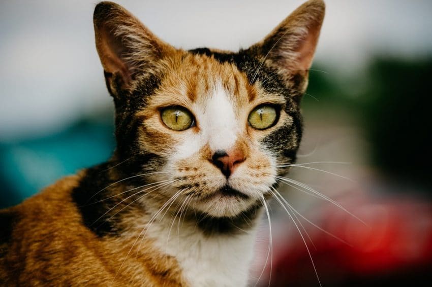 cat with clever Calico cat names