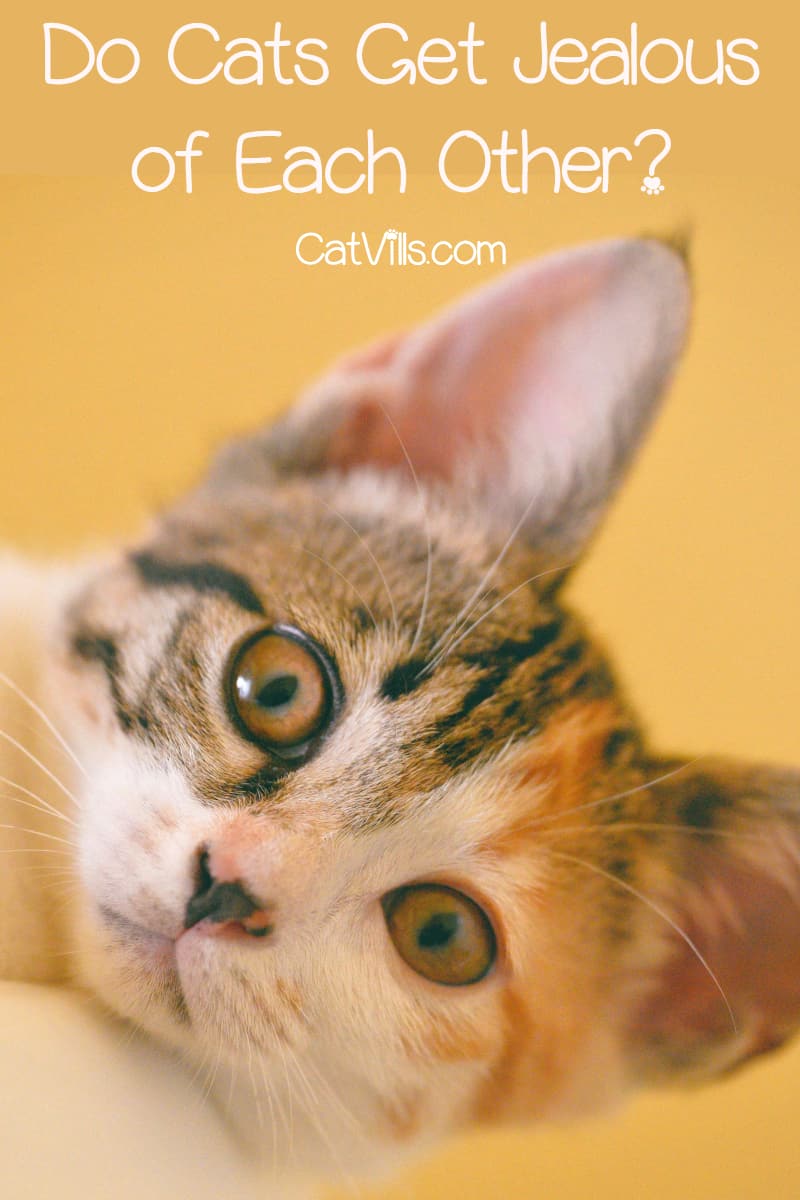 Do Cats Get Jealous? Common Signs And How To Deal With It 4 Do Cats Get Jealous? Common Signs And How To Deal With It