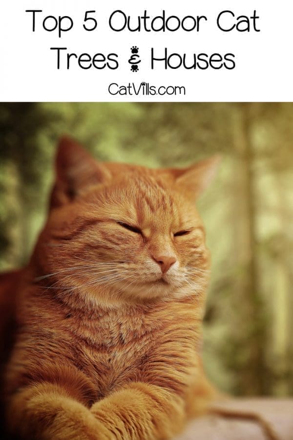 Best Outdoor Cat Tree House: Bring the Fun Outside 5 Looking for the perfect outside cat tree house for your kitty? Read on for our top five picks that can stand up against the elements!