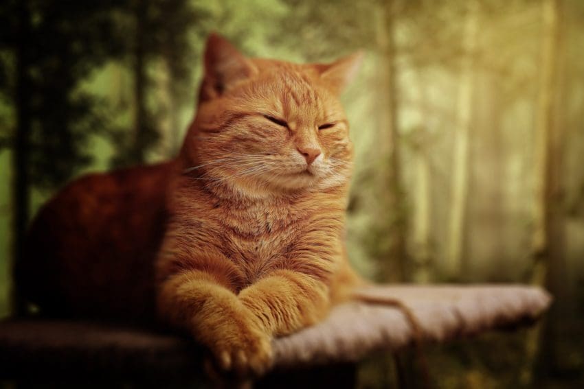 Best Outdoor Cat Tree House: Bring the Fun Outside 4 Best Outdoor Cat Tree House: Bring the Fun Outside