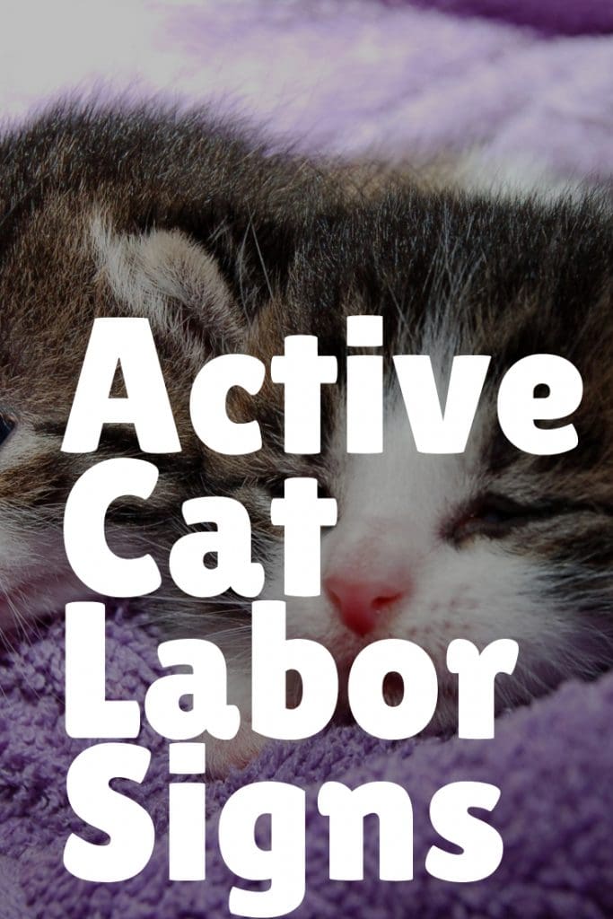 Signs of active labor in cats
