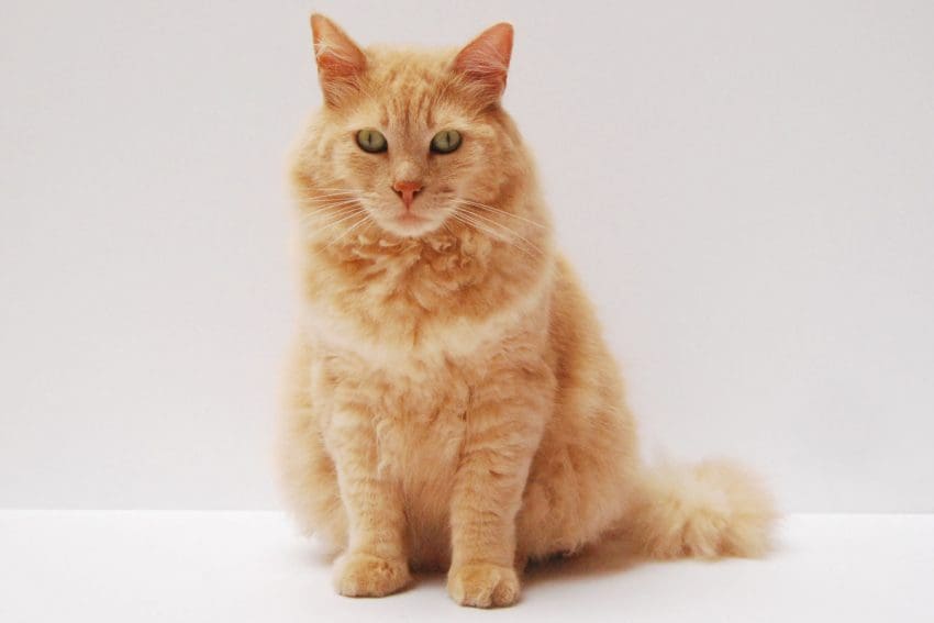 The more you know about the cat pregnancy timeline, the better. If your cat is pregnant, this complete guide can help you navigate the process.