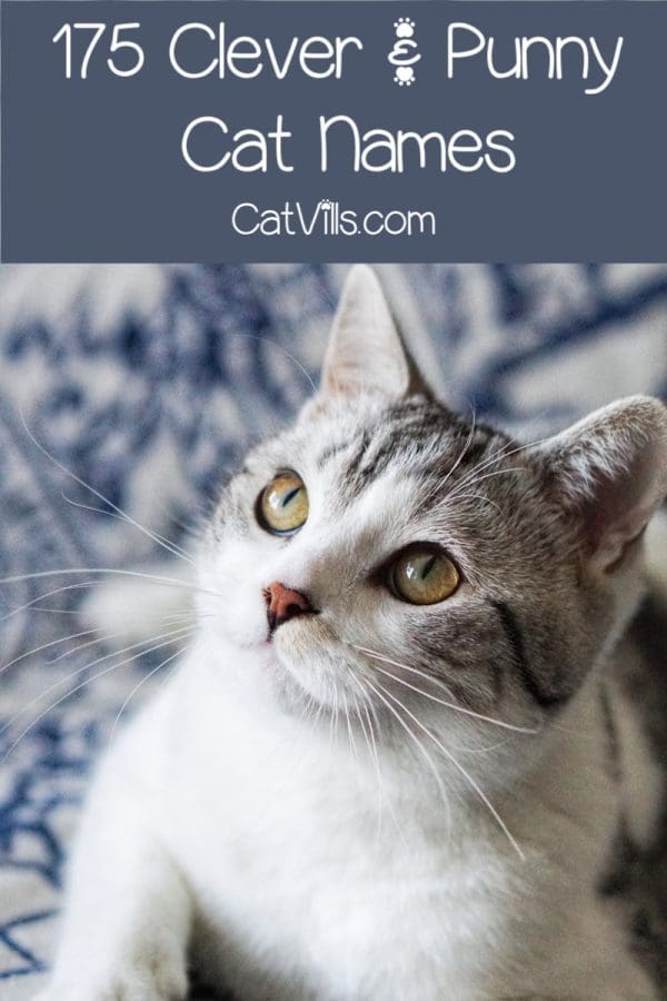 tiny white gray cat with a clever and punny name