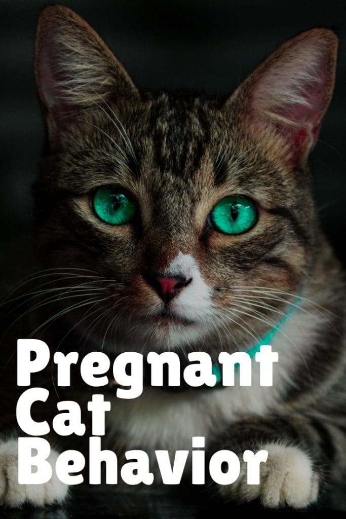 Pregnant cat behavior: learn what to expect during the early through late stages of your cat's pregnancy.