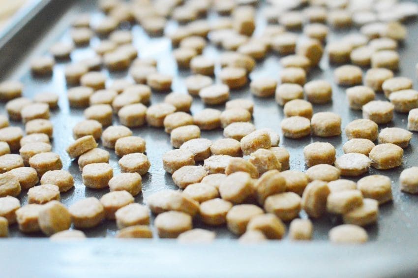 5 Awesome & Effective Tricks to Teach Your Cat Today 1 Want to try your hand at making your own kitty treats? Start with this easy homemade salmon cat treats recipe! Check it out!