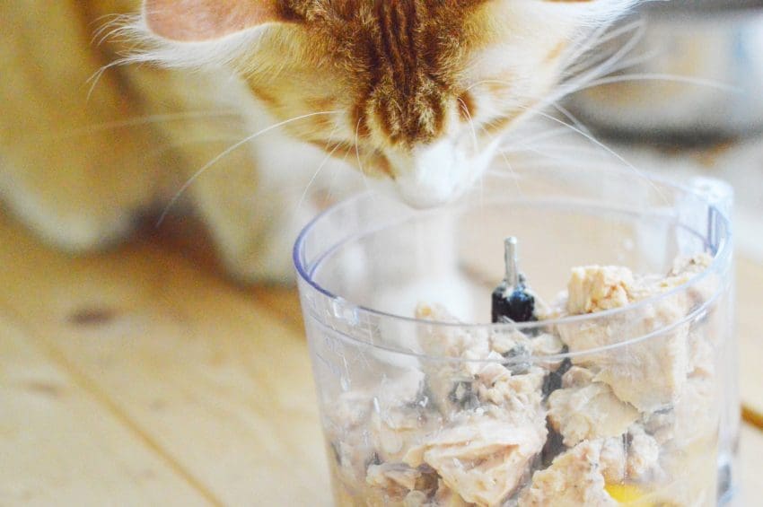 Homemade Salmon Cat Treats Recipe: Flavors of Love 3 Want to try your hand at making your own kitty treats? Start with this easy homemade salmon cat treats recipe! Check it out!