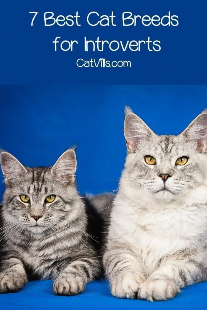 Looking for the best cat breeds for introverts? Check out 7 felines who understand the value of alone time yet still give good cuddles when needed!