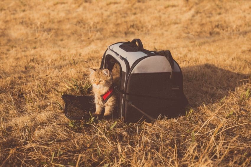 How to Travel with a Cat Safely: 14 Vital Tips 1 How to Travel with a Cat Safely: 14 Vital Tips