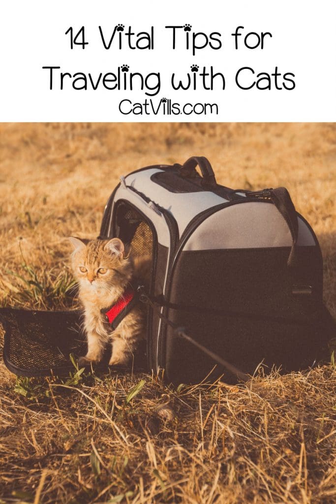 How to Travel with a Cat Safely: 14 Vital Tips 8 How to Travel with a Cat Safely: 14 Vital Tips