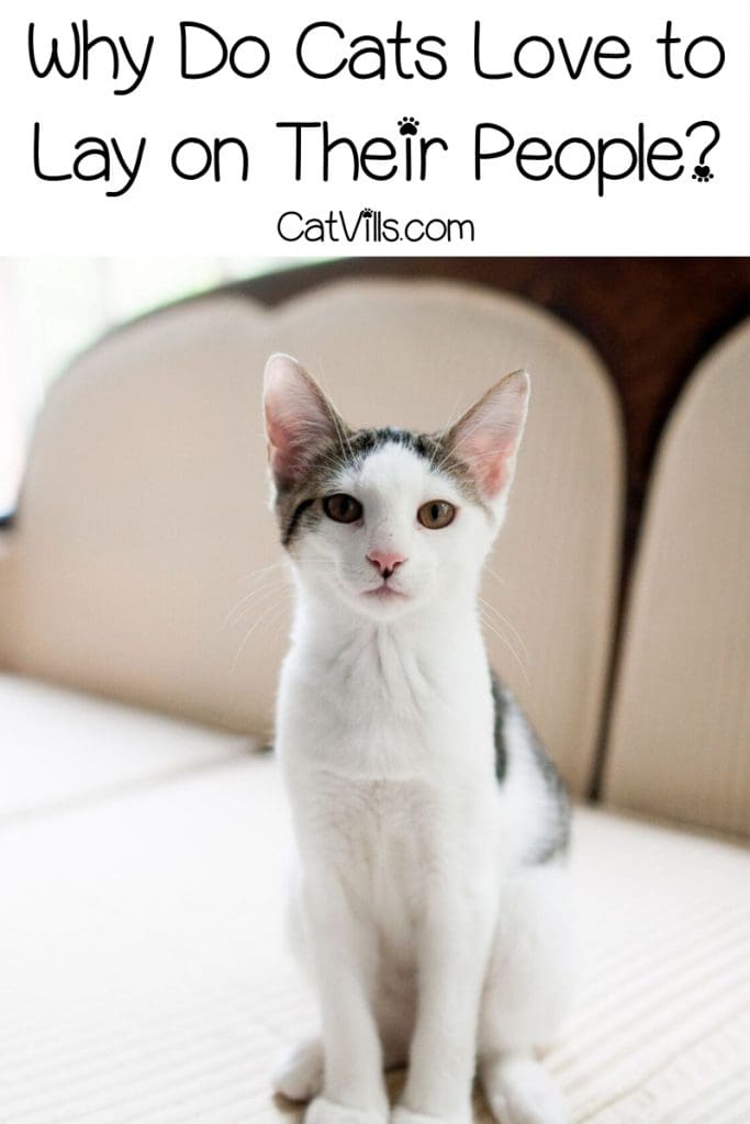 thin cat standing with her wide ears open