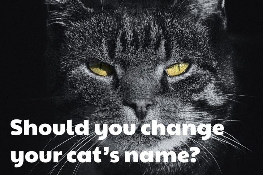 Can You Change a Cats Name? Would They Recognize A New One? 3 Should you change your cat’s name?